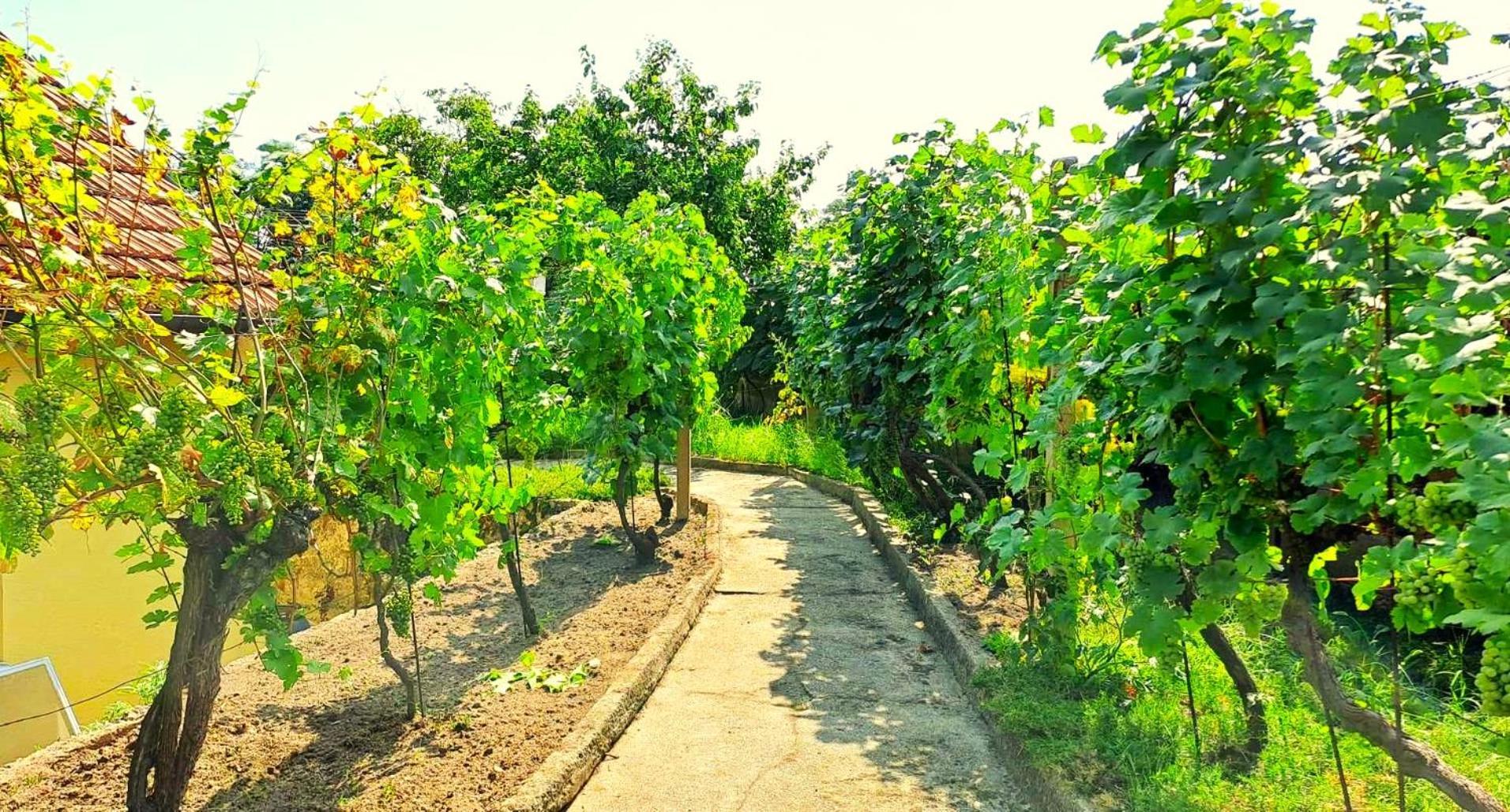 Domek Na Vinohradech Hlohovec Exterior foto